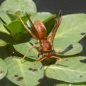 Polistes sp (Australian Paper Wasp).jpg